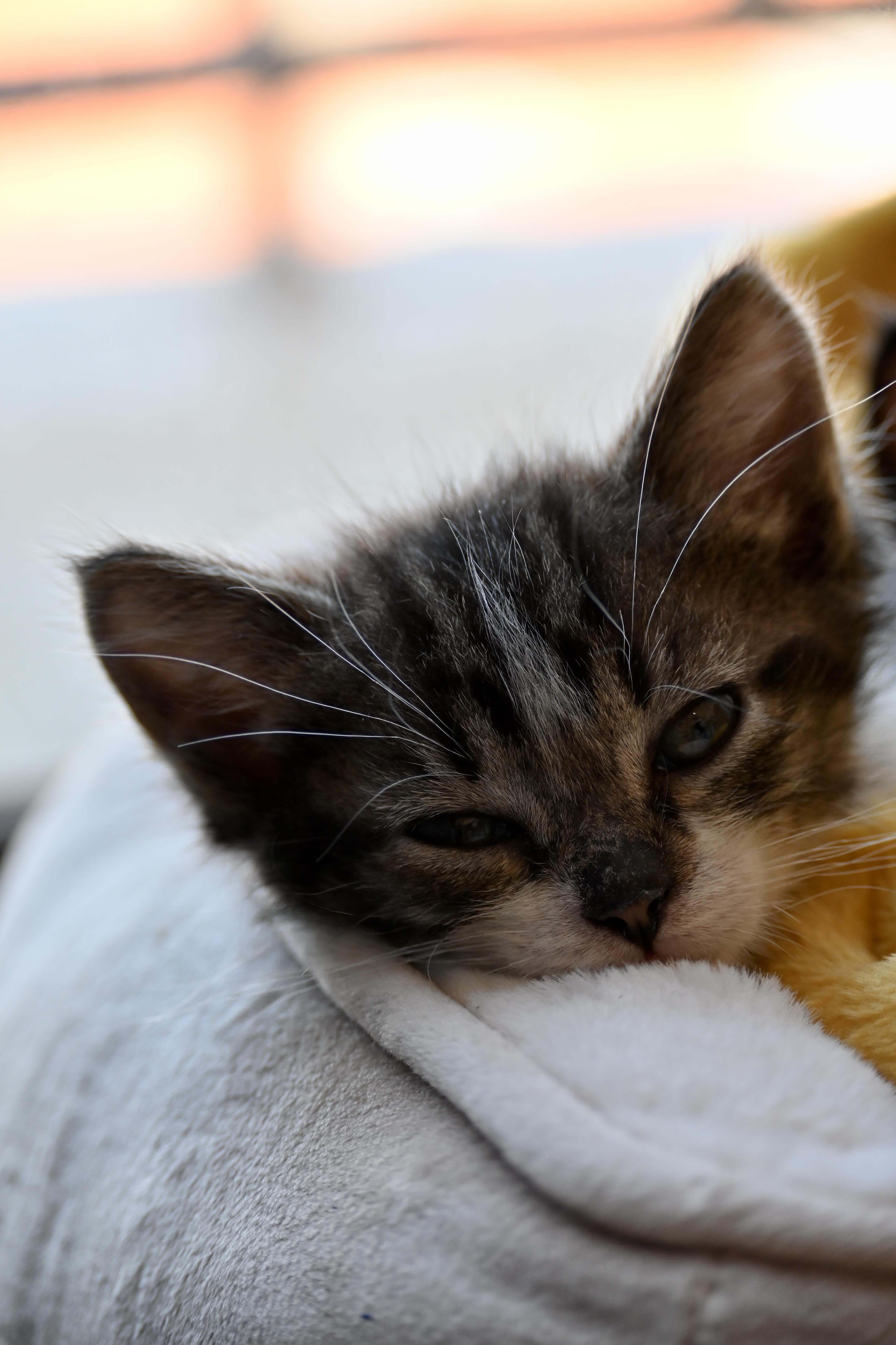My cat