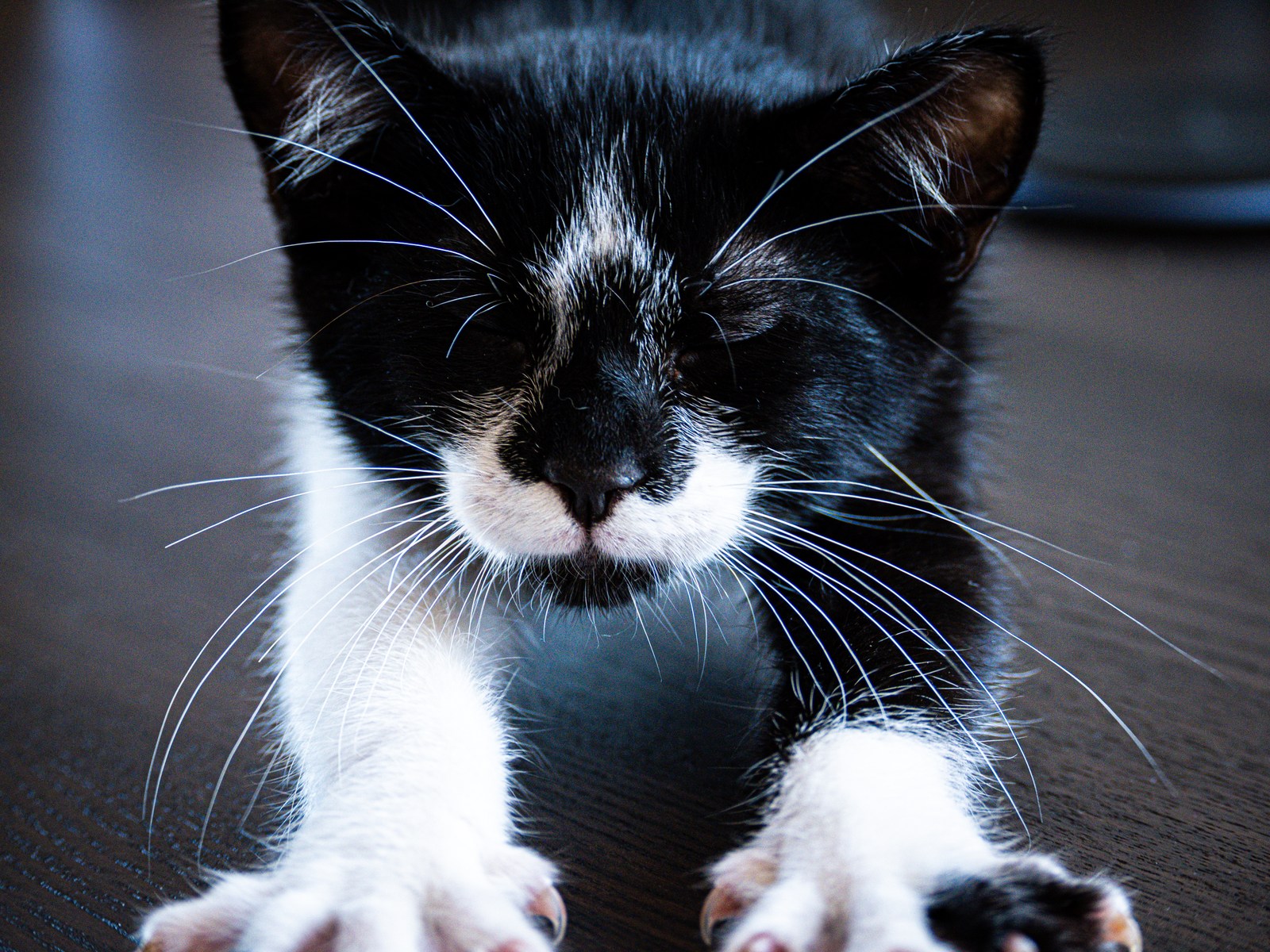 andrew wilde, animals, calm, cat, motion, texture