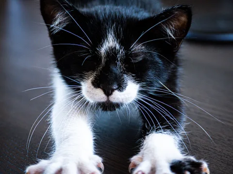 andrew wilde, animals, calm, cat, motion, texture