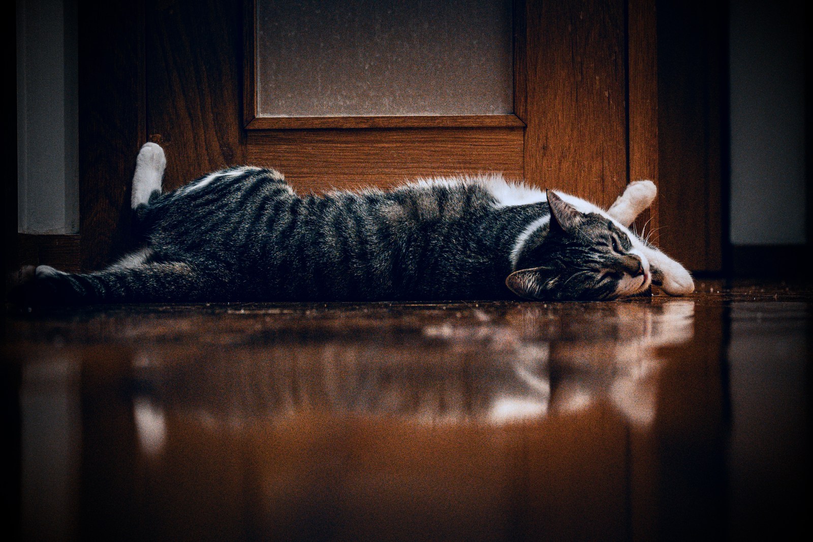 animals, calm, cat, mario wilde, muted colours, reflection, texture