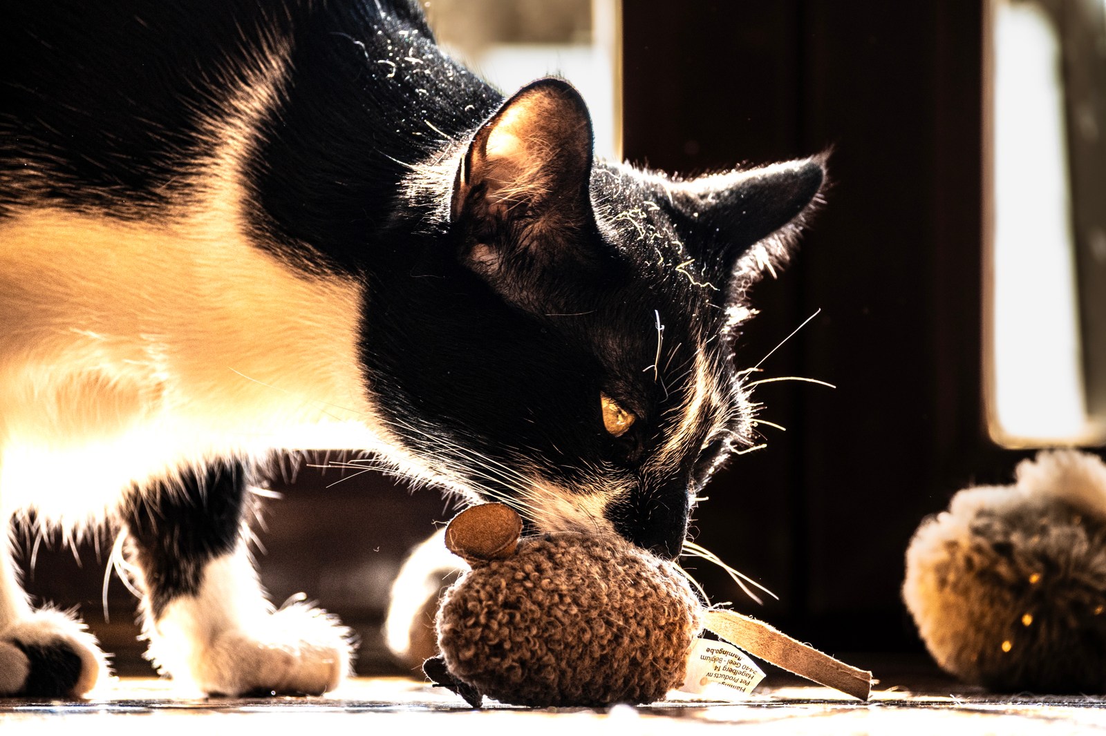 andrew wilde, animals, calm, cat, playfulness, silhouette, texture, warm light