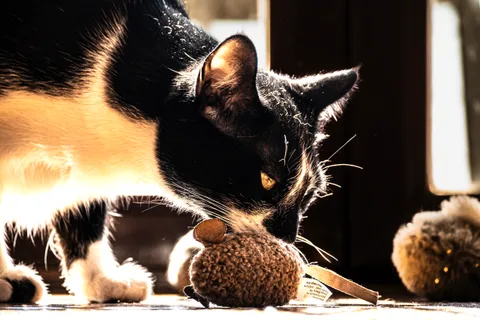 andrew wilde, animals, calm, cat, playfulness, silhouette, texture, warm light