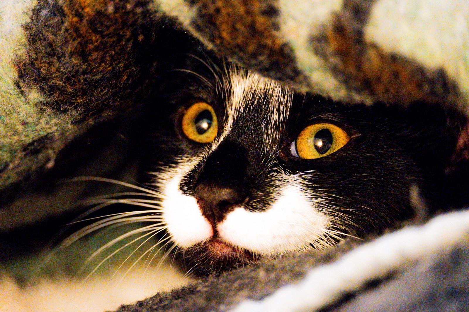 andrew wilde, animals, calm, cat, texture, warm light