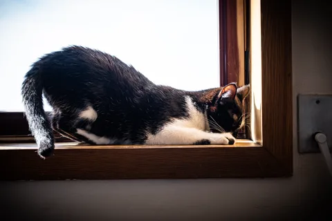 andrew wilde, animals, calm, cat, silhouette, warm light