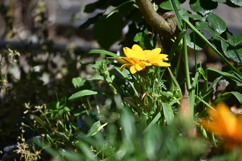 calm, flower, nature, texture, warm light