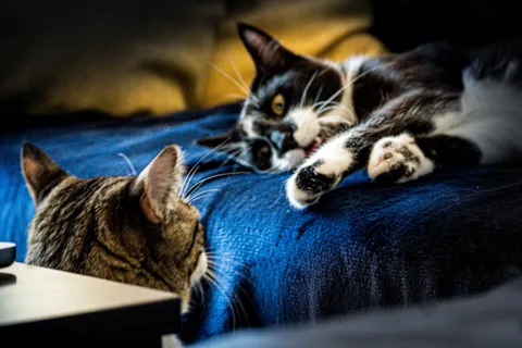 andrew wilde, animals, calm, cat, mario wilde, texture, warm light