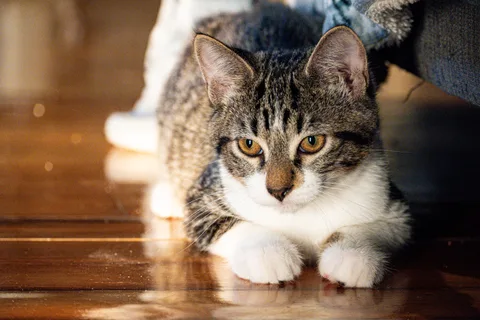 animals, calm, cat, mario wilde, texture, warm light