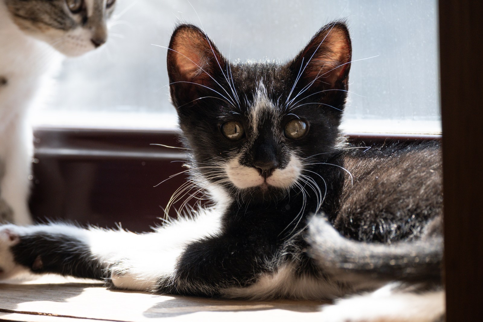 andrew wilde, animals, calm, cat, mario wilde, texture, warm light