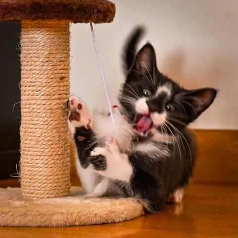 andrew wilde, animals, cat, motion, playfulness, texture, warm light