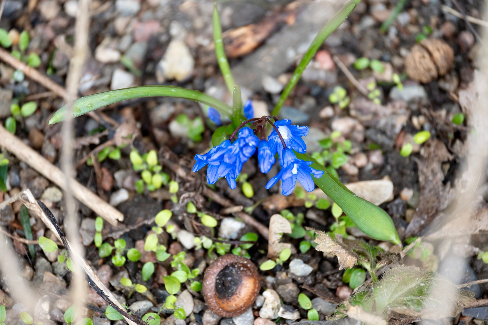 calm, flowers, forest, muted colours, nature, plants, texture