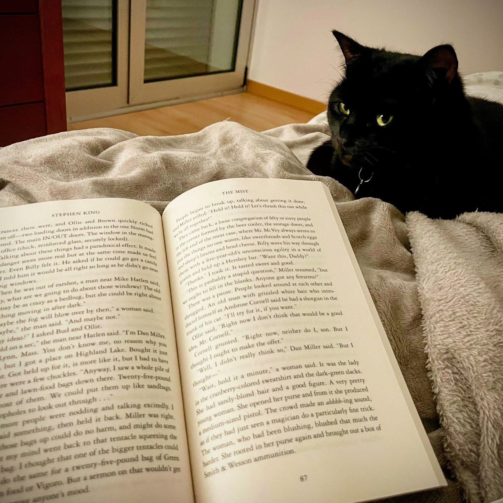 animals, calm, cat, texture, warm light