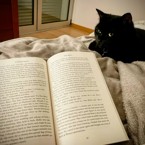 animals, calm, cat, texture, warm light