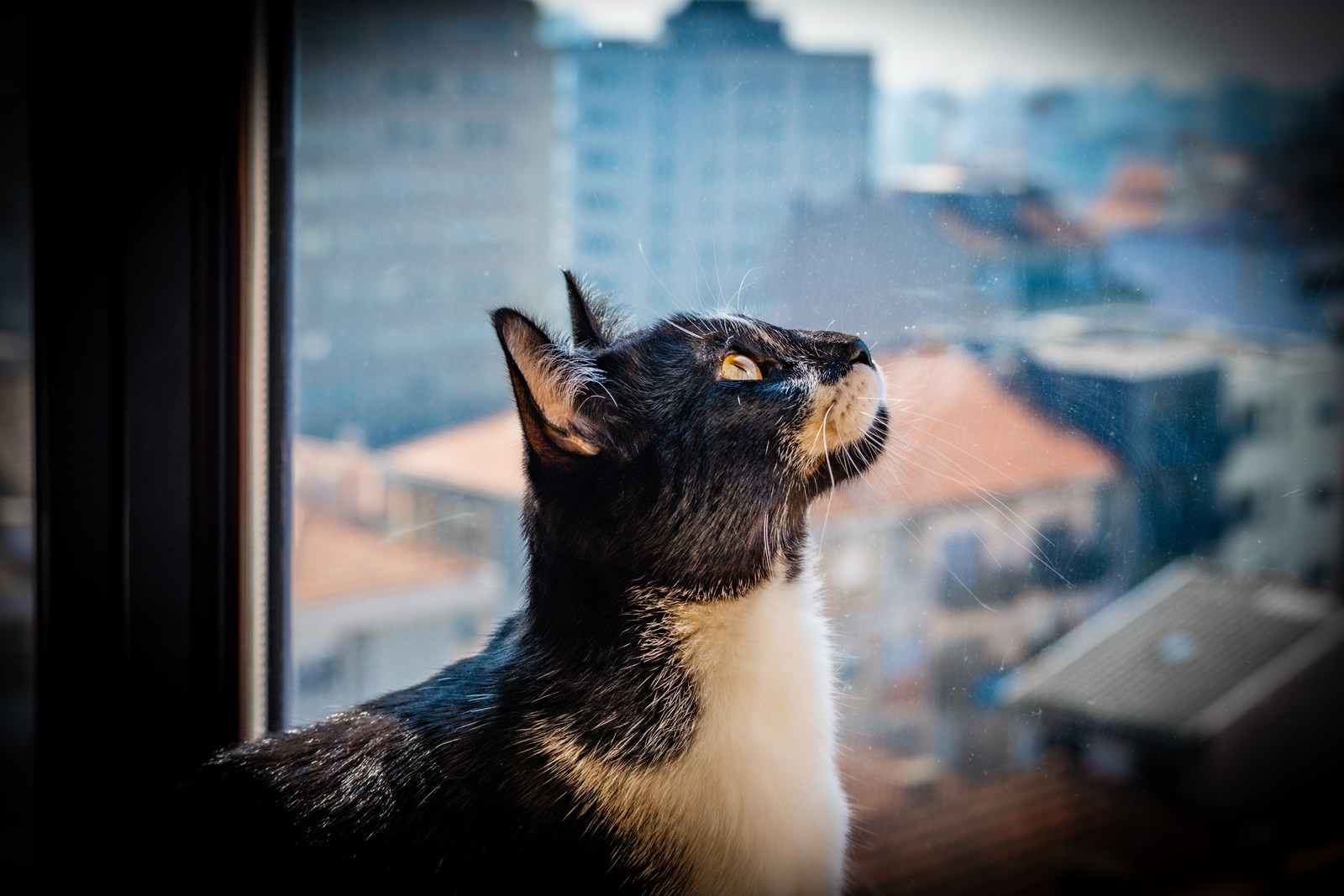 andrew wilde, animals, calm, cat, city, texture, warm light