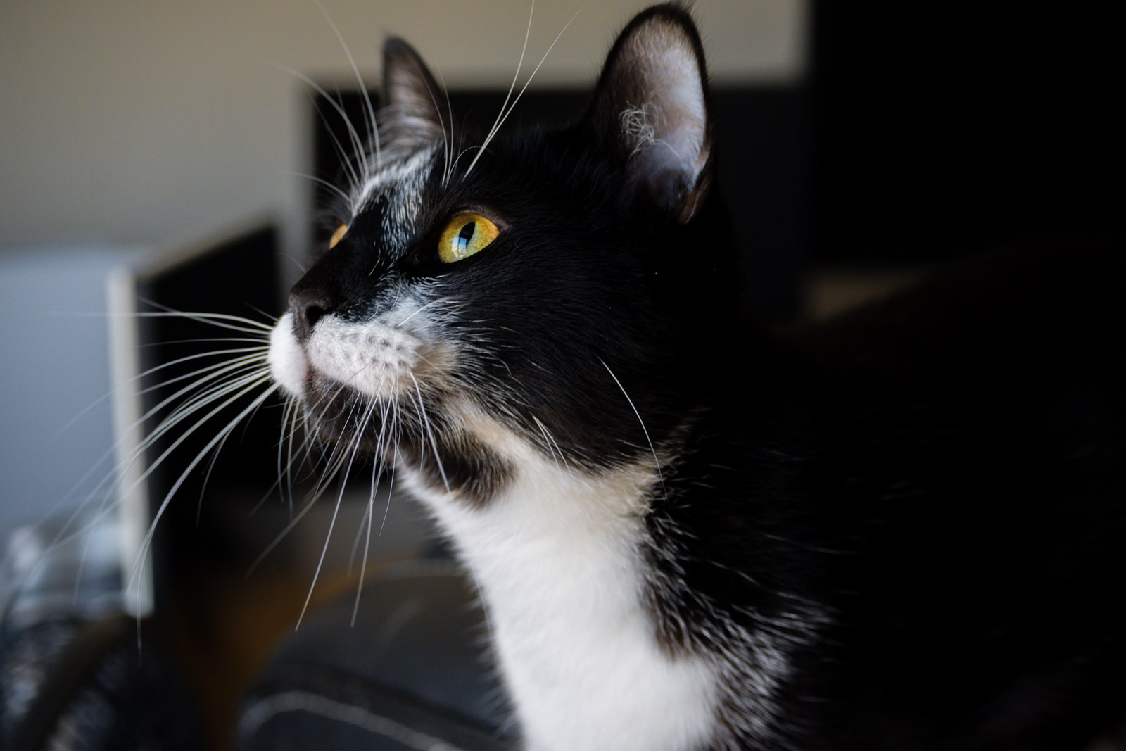 andrew wilde, animals, calm, cat, texture