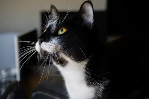 andrew wilde, animals, calm, cat, texture