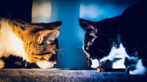 andrew wilde, animals, calm, cat, mario wilde, texture, warm light
