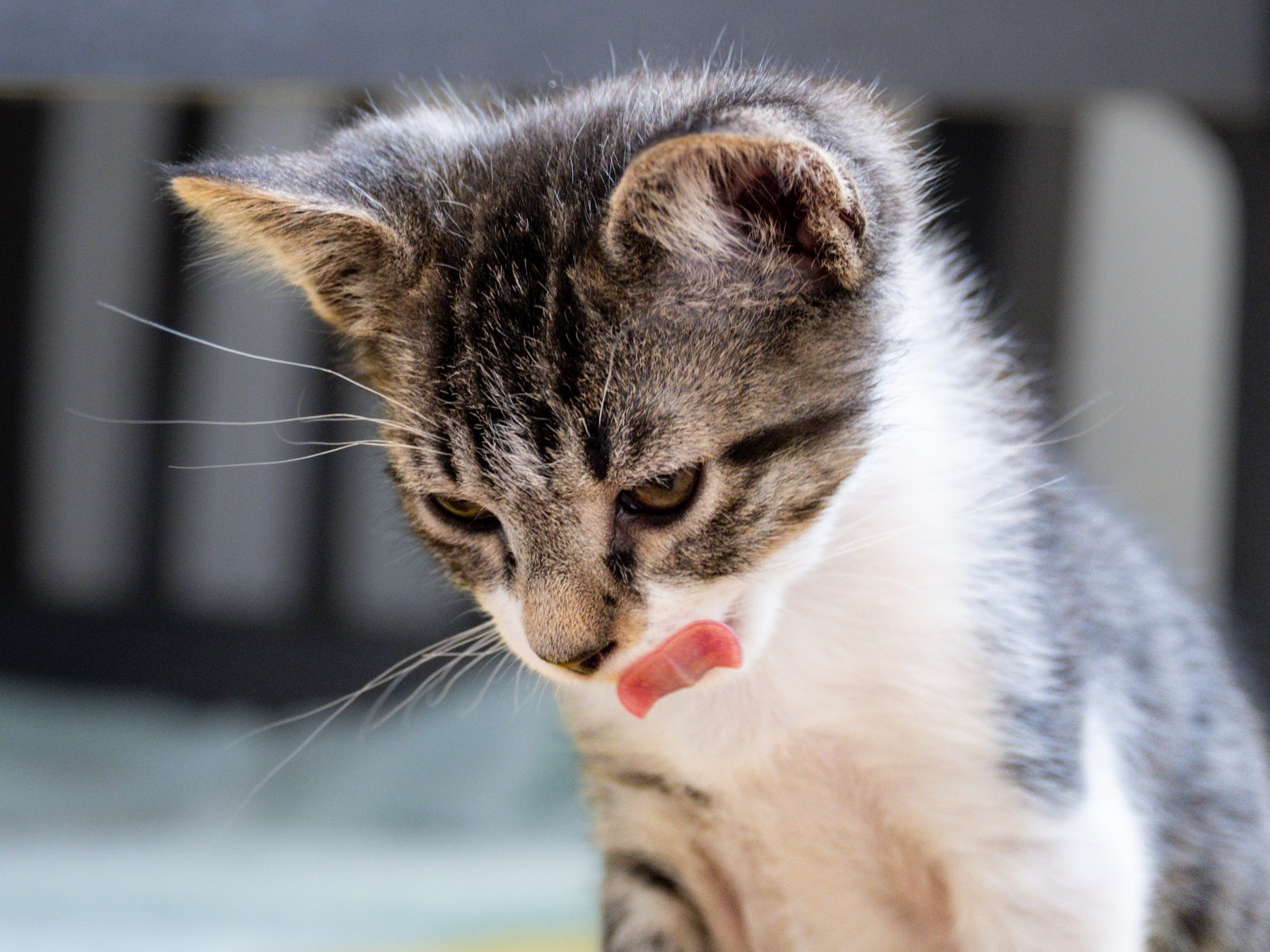 animals, cat, mario wilde, playfulness, texture