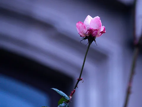 calm, flower, muted colours, rose, texture