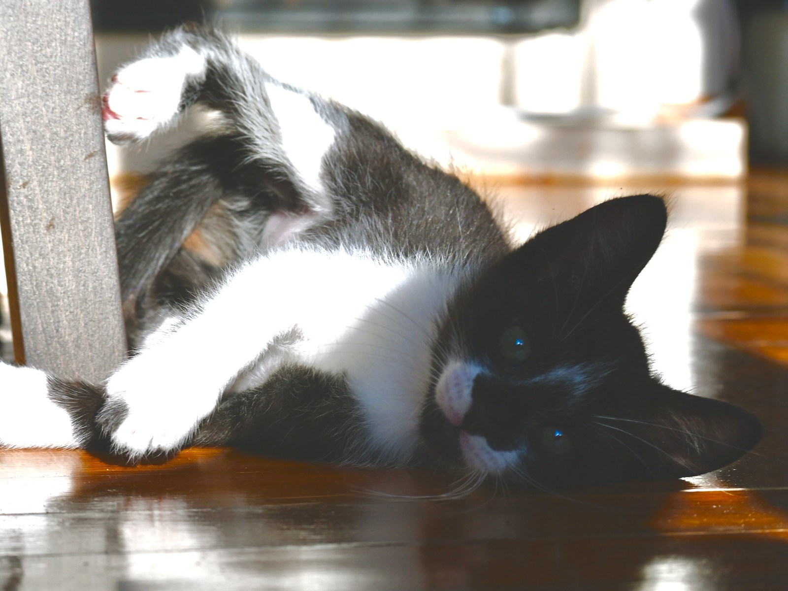 andrew wilde, animals, calm, cat, playfulness, texture, warm light