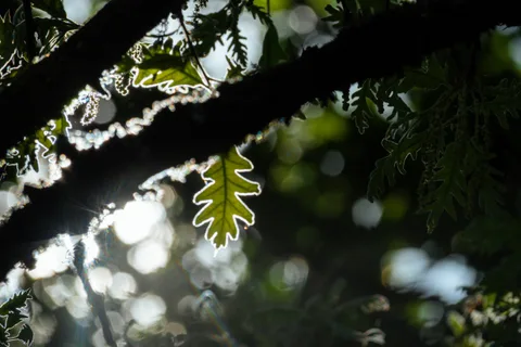 calm, forest, nature, silhouette, warm light