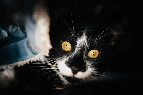 andrew wilde, animals, calm, cat, portrait, texture, warm light