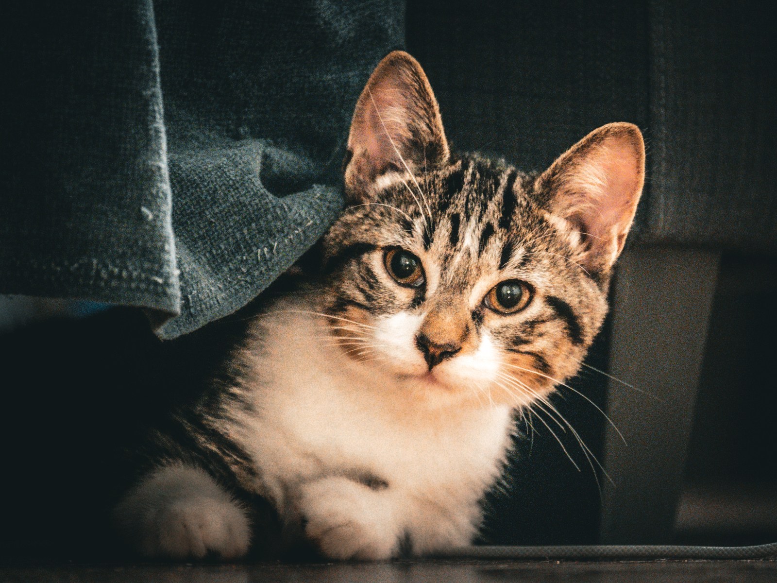 animals, calm, cat, mario wilde, muted colours, texture, warm light