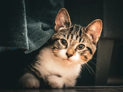 animals, calm, cat, mario wilde, muted colours, texture, warm light