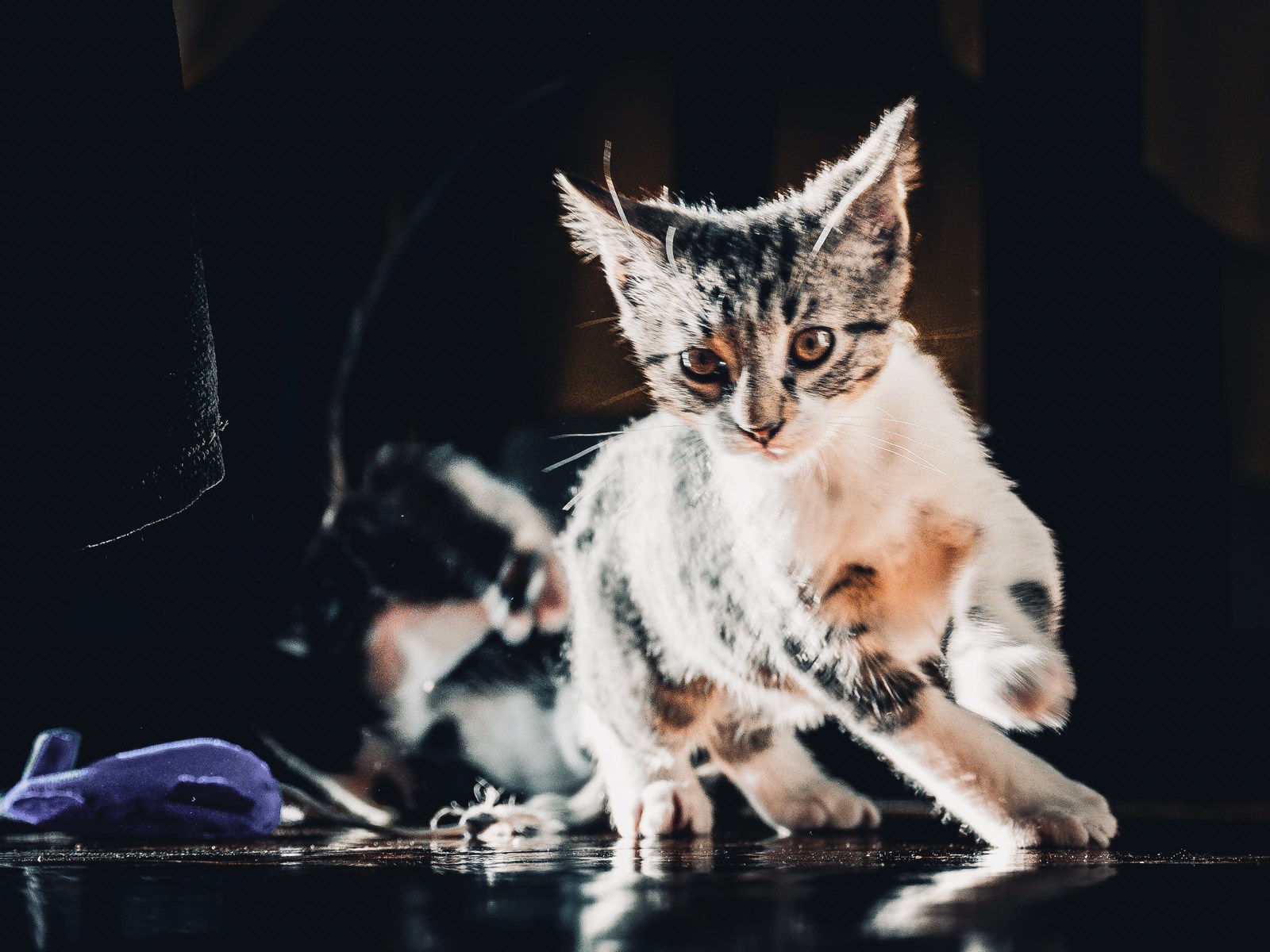 andrew wilde, animals, cat, mario wilde, motion, playfulness, reflection, warm light