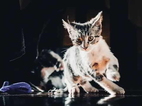 andrew wilde, animals, cat, mario wilde, motion, playfulness, reflection, warm light