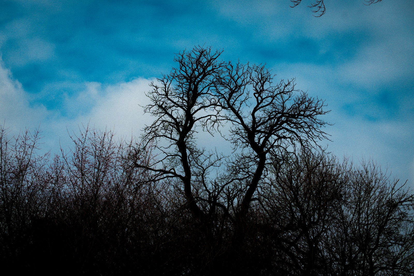 calm, forest, muted colours, nature, silhouette, solitude, texture