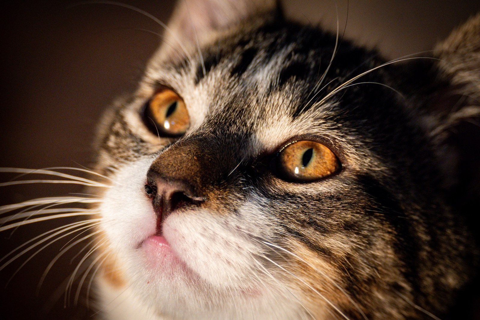 animals, calm, cat, mario wilde, texture, warm light
