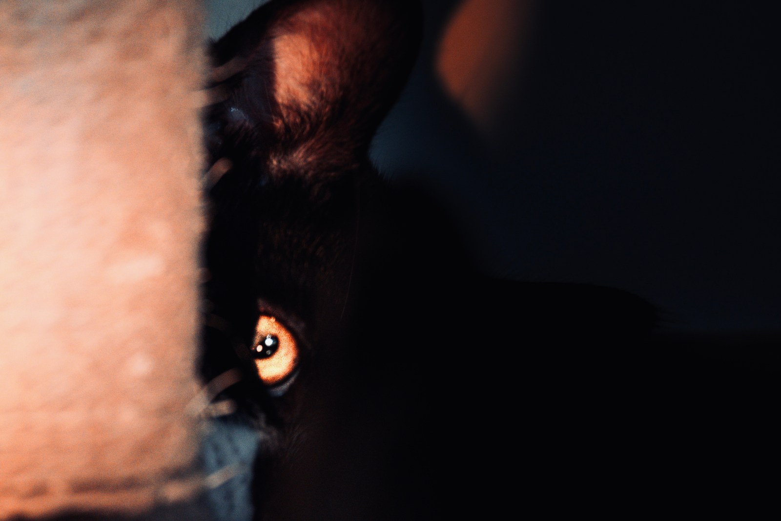 andrew wilde, animals, cat, solitude, texture, warm light