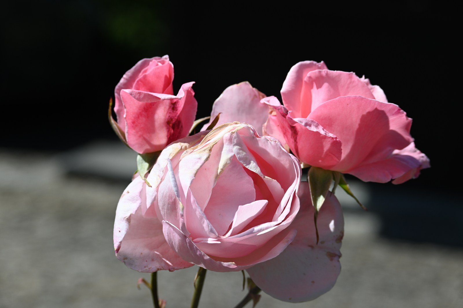 calm, flowers, nature, outdoors, roses, texture, warm light