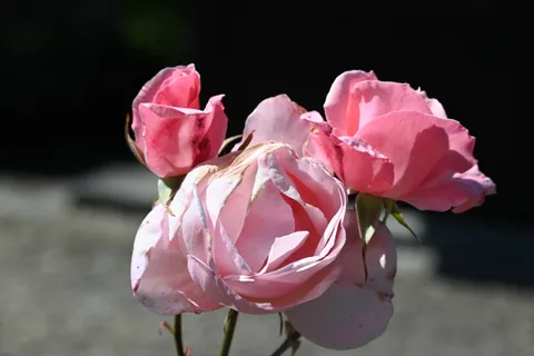 calm, flowers, nature, outdoors, roses, texture, warm light