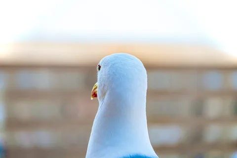 animals, bird, calm, city, muted colours, seagull, texture
