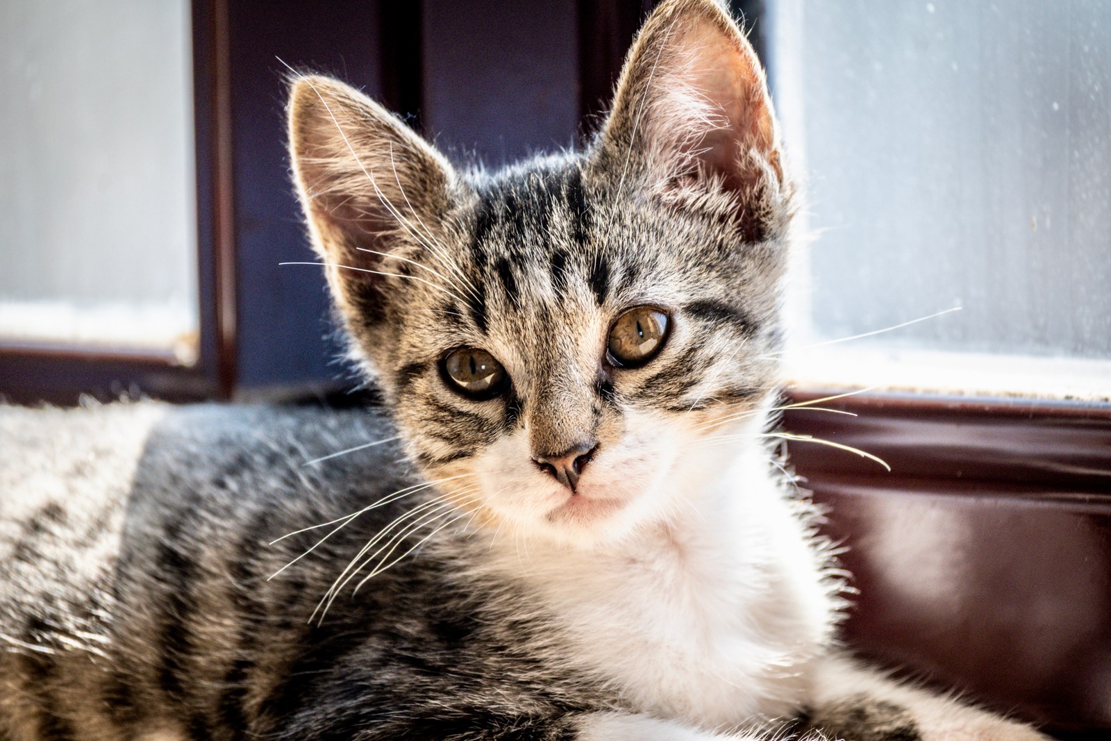 animals, calm, cat, mario wilde, texture, warm light