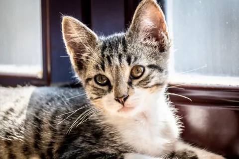 animals, calm, cat, mario wilde, texture, warm light
