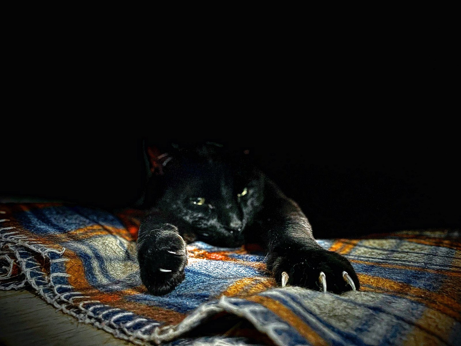 animals, calm, cat, silhouette, solitude, texture, warm light