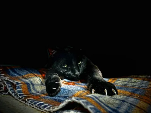 animals, calm, cat, silhouette, solitude, texture, warm light