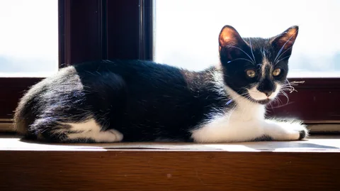 andrew wilde, animals, calm, cat, warm light