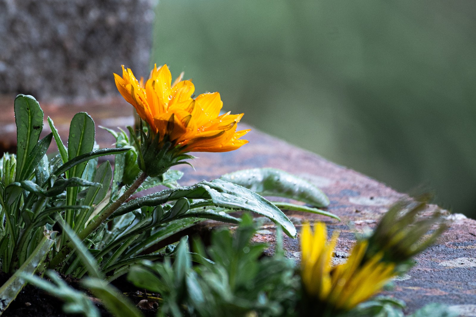calm, flowers, muted colours, nature, texture, warm light