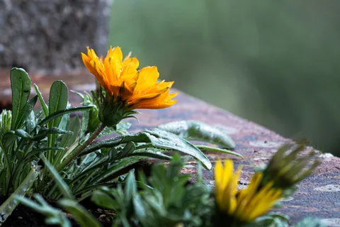 calm, flowers, muted colours, nature, texture, warm light