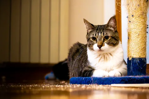 animals, calm, cat, mario wilde, warm light