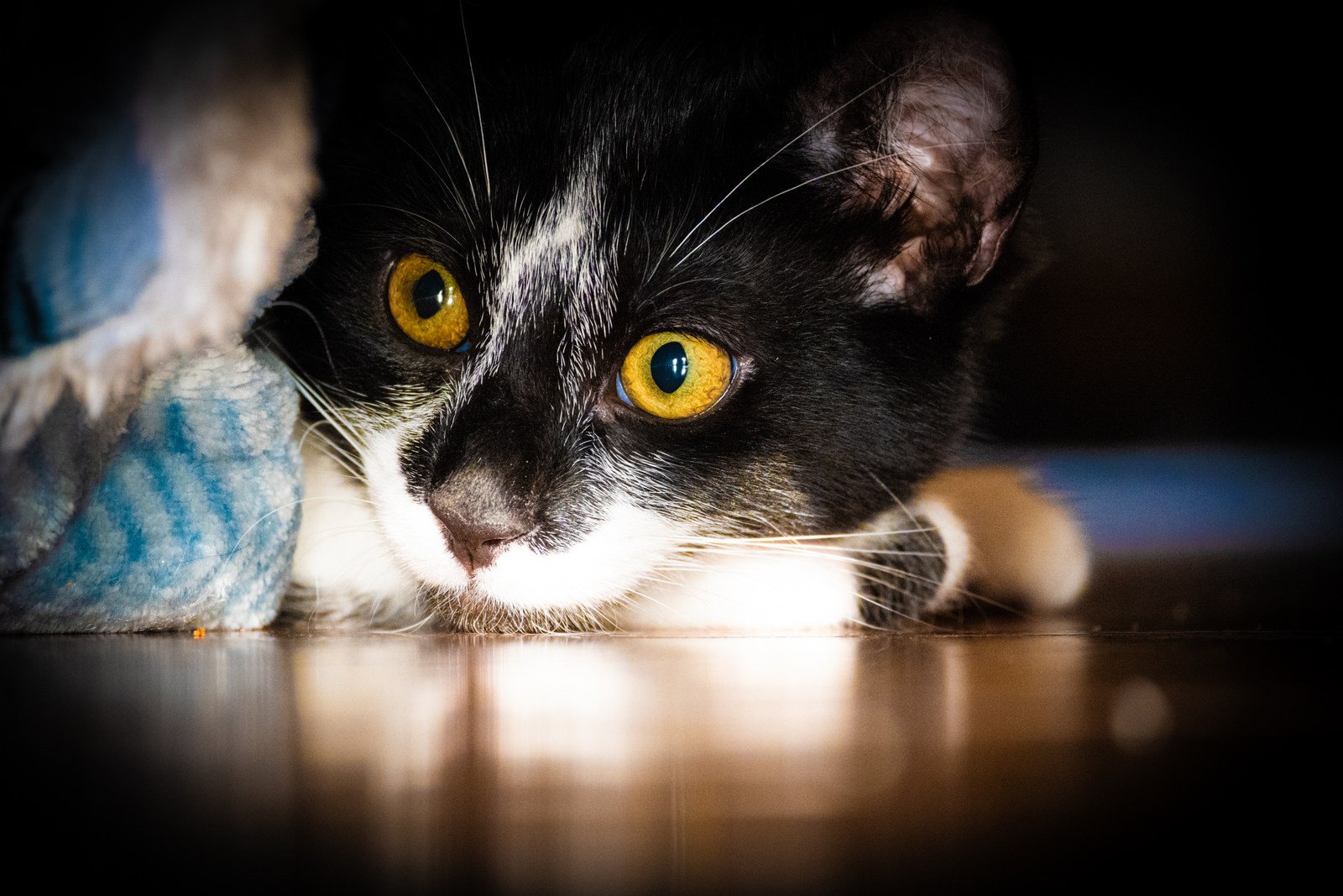 andrew wilde, animals, calm, cat, reflection, texture, warm light