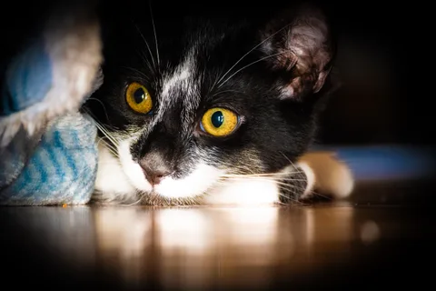 andrew wilde, animals, calm, cat, reflection, texture, warm light