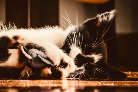 andrew wilde, animals, calm, cat, motion, playfulness, texture, warm light