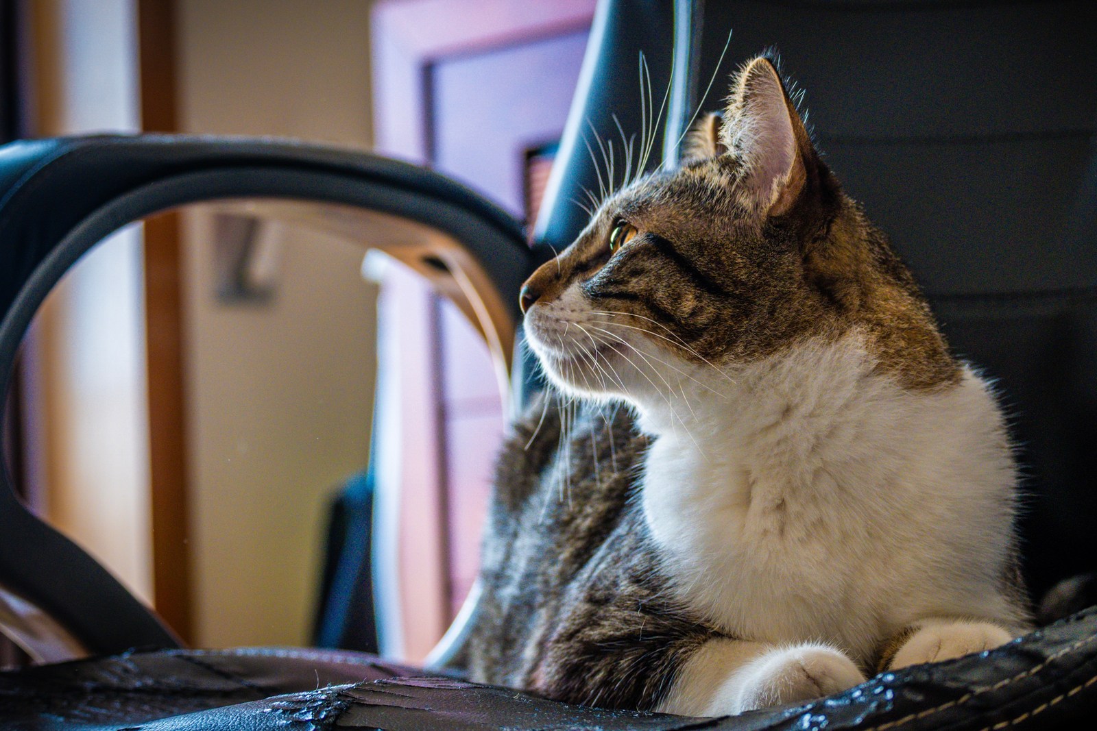 animals, calm, cat, mario wilde, texture, warm light