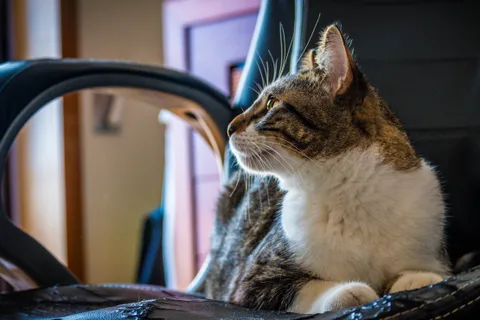 animals, calm, cat, mario wilde, texture, warm light