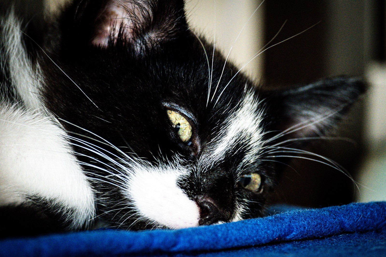 andrew wilde, animals, calm, cat, portrait, texture