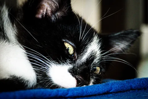 andrew wilde, animals, calm, cat, portrait, texture